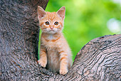 CAT 03 RK2704 01
Orange Tabby Kitten Standing In Fork Of Tree