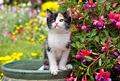 CAT 03 RK2706 01
Calico Kitten Sitting In Flower Pot In Garden