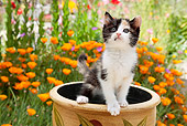 CAT 03 RK2707 01
Calico Kitten Standing In Flower Pot In Garden