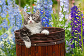 CAT 03 RK2709 01
Tabby Kitten Sitting In Basket In Garden