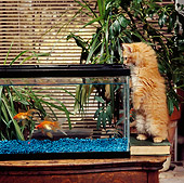 CAT 03 RS0143 01
Orange Tabby Kitten Watching Two Goldfish Swimming In Tank