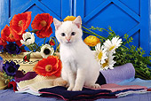CAT 03 SJ0001 01
White Kitten Sitting On Blanket By Flowers