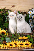 CAT 03 SJ0004 01
White And Silver Kittens Sitting In Basket By Sunflowers And Daisies