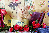CAT 03 SJ0005 01
Longhair Tabby Kitten Sitting In Heart-Shaped Box By Roses
