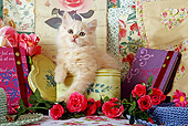 CAT 03 SJ0006 01
Longhair Tabby Kitten Sitting In Heart-Shaped Box By Roses