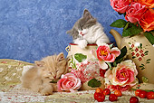 CAT 03 SJ0007 01
Longhair Kittens Sleeping In China By Roses