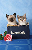 CAT 03 SJ0008 01
Siamese And Tabby Kittens Sitting In Box In Studio