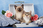 CAT 03 SJ0009 01
Siamese And Tabby Kittens Sitting In Suitcase In Studio