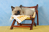 CAT 03 SJ0010 01
Siamese Kitten Sleeping On Mini Chair In Studio