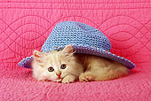 CAT 03 SJ0014 01
Longhair Tabby Kitten Laying Under Blue Hat In Studio
