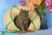 CAT 03 SJ0015 01
Persian Kitten Sitting In Straw Hat By Flowers In Studio