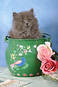CAT 03 SJ0021 01
Persian Kitten Sitting In Green Painted Pot By Roses In Studio