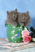 CAT 03 SJ0022 01
Persian Kittens Sitting In Green Painted Pot By Roses In Studio