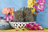 CAT 03 SJ0023 01
Persian Kittens Sitting In Bowl By Flowers In Studio