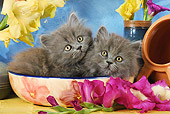 CAT 03 SJ0024 01
Persian Kittens Laying In Ceramic Bowl By Flowers In Studio
