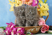 CAT 03 SJ0025 01
Persian Kittens Sitting In Ceramic Bowl By Flowers In Studio