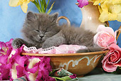 CAT 03 SJ0026 01
Persian Kittens Sleeping In Ceramic Bowl By Flowers In Studio