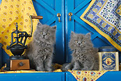 CAT 03 SJ0027 01
Persian Kittens Sitting By Blue Cabinets In Kitchen