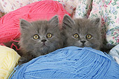 CAT 03 SJ0028 01
Persian Kittens Sitting In Balls Of Yarn On Sofa