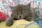 CAT 03 SJ0029 01
Persian Kitten Sleeping In Balls Of Yarn On Sofa