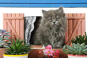 CAT 03 SJ0030 01
Persian Kitten Sitting In Dollhouse Window By Potted Plants