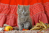 CAT 03 SJ0033 01
Persian Kitten Sitting On Blanket With Apples And Wheat