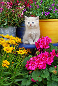 CAT 03 SJ0035 01
Persian Kitten Sitting On Blue Table In Garden