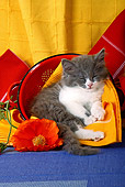 CAT 03 SJ0037 01
Kitten Sleeping In Red Strainer In Kitchen