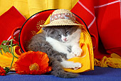 CAT 03 SJ0038 01
Kitten Sleeping In Red Strainer With Hat On
