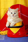 CAT 03 SJ0039 01
Longhair Tabby Kitten Sitting In Red Teapot