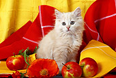 CAT 03 SJ0040 01
Longhair Tabby Kitten Sitting By Apples And Orange Flower