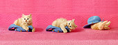 CAT 03 SJ0041 01
Longhair Tabby Kitten Playing With Blue Hat In Pink Studio