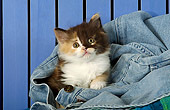 CAT 03 SJ0042 01
Longhair Calico Kitten Laying In A Pair Of Blue Jeans