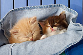CAT 03 SJ0043 01
Orange Tabby And Calico Kitten Sleeping In A Pair Of Blue Jeans