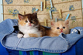 CAT 03 SJ0044 01
Orange Tabby And Calico Kitten Laying In A Pair Of Blue Jeans