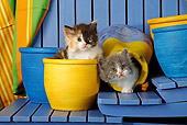 CAT 03 SJ0045 01
Gray And Calico Kittens Sitting In Blue And Yellow Flower Pots On Stairs