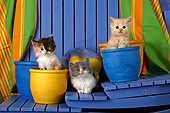 CAT 03 SJ0046 01
Calico, Gray And Orange Tabby Kittens Sitting In Blue And Yellow Flower Pots On Stairs