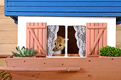 CAT 03 SJ0048 01
Orange Tabby Kitten Looking Out Of Dollhouse Window