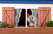 CAT 03 SJ0049 01
Calico Kitten Looking Out Of Dollhouse Window