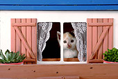 CAT 03 SJ0050 01
Calico Kitten Looking Out Of Dollhouse Window