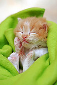 CAT 03 SJ0051 01
Newborn Orange Tabby Kitten Sleeping In Green Blanket