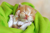 CAT 03 SJ0052 01
Newborn Orange Tabby Kitten Sleeping In Green Blanket
