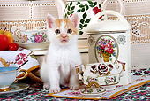 CAT 03 SJ0053 01
White And Orange Kitten Sitting By Tea Set