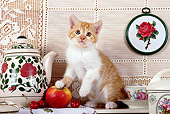 CAT 03 SJ0054 01
White And Orange Kitten Sitting By Tea Set