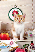 CAT 03 SJ0055 01
White And Orange Kitten Sitting By Tea Set