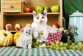 CAT 03 SJ0056 01
Calico Cat Adult Laying In Bowl By Kitten And Fruit In Kitchen