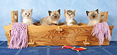 CAT 03 SJ0057 01
Four Kittens Sitting In Wooden Box With Pink Scarf