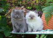 CAT 03 SJ0059 01
Two Persian Kittens Sitting On Table In Garden
