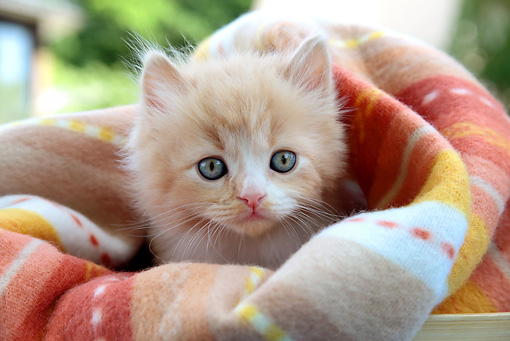 Cat 03 sj0063 01p