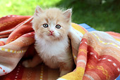 CAT 03 SJ0064 01
Close-Up Of Kitten Sitting In Blanket